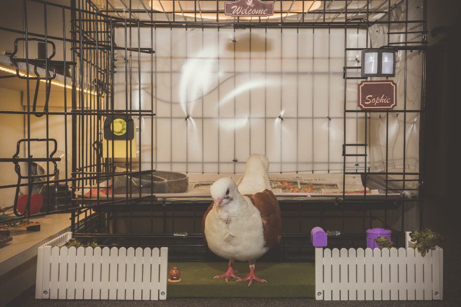 Sophie standing in her (DIY) garden in front of her 'day time cage'