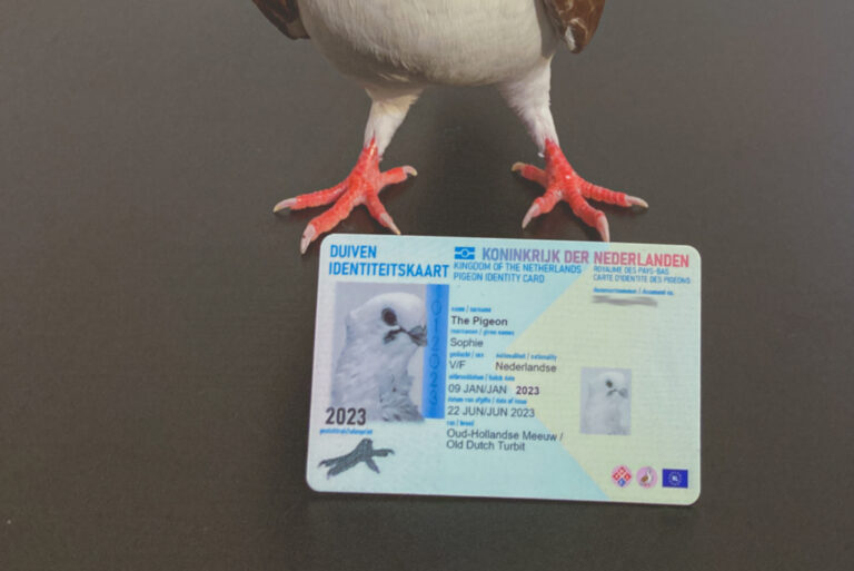 I’ve got my own “official” (Pigeon) ID Card