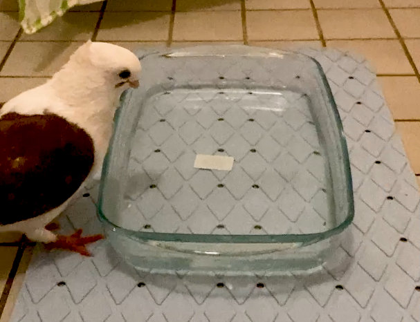 Sophie The Pigeon standing next to her 'Bathtub' (an oven dish)