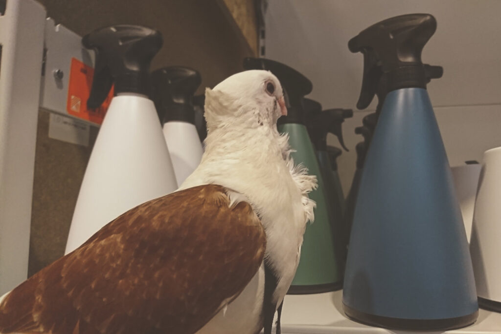 Sophie The Pigeon looking at spray bottles in a store.