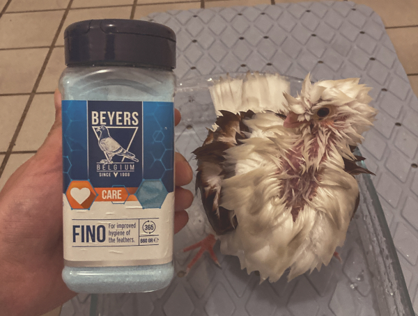 Sophie The Pigeon completely soaked looking at her bottle of bath salts. The bottle is of the brand Beyers and called Fino.