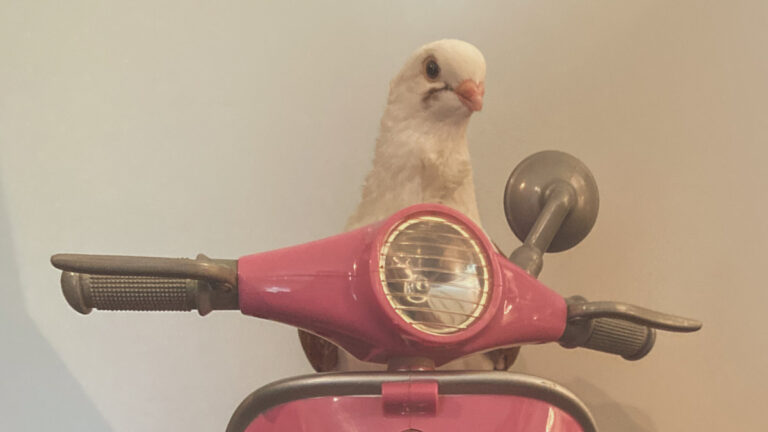 I’ve got a Pigeon Scooter (Pespa)